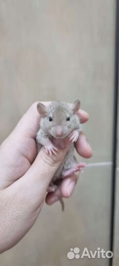 Крысята крыса дамбо вельветин рекс