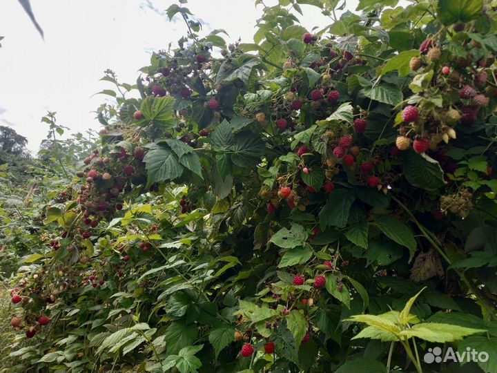 Саженцы малины Зюгана, Жозефина, Джоан Джей и т.д