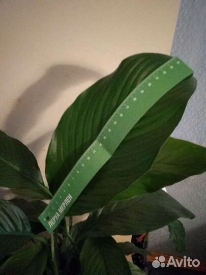 Спатифиллум