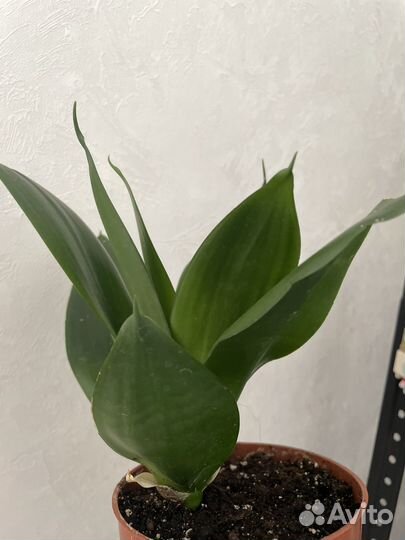 Сансевиерия Jade emerald green