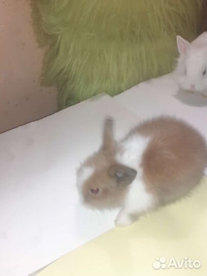 Карликовые кролики это не декоративные