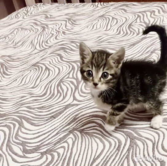 Котенок мальчик полубенгал в добрые руки отдам