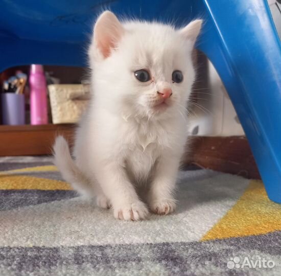 Шотландский вислоухий котёнок