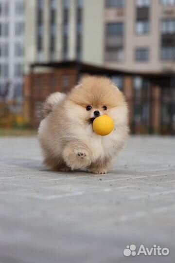 Крутой пупс с видео