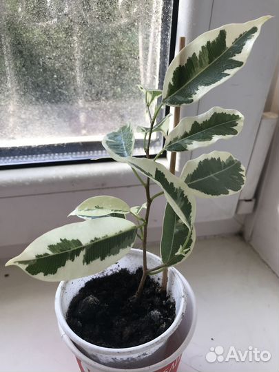 Продам фикус де гантель