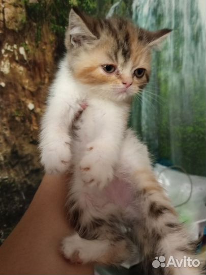 Котята беби фэйс