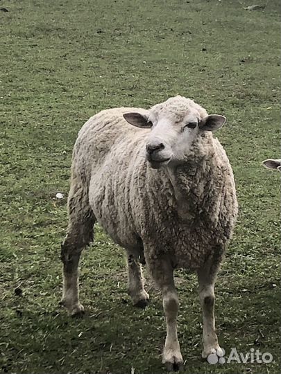 Баран меринос