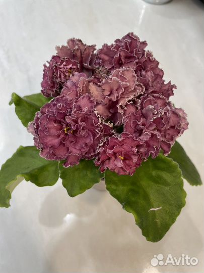 Фиалка сортовая