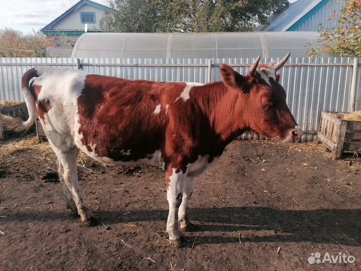 Корова телка