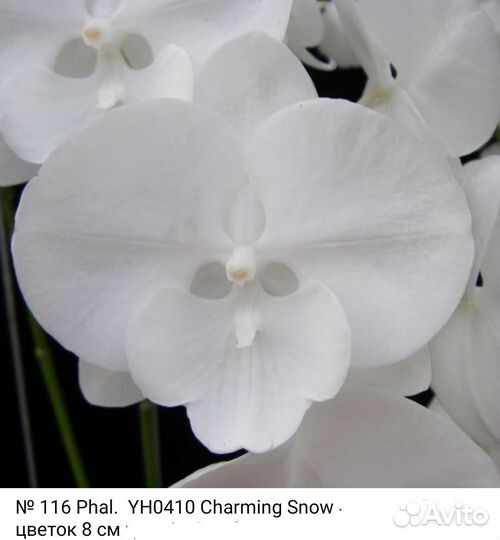 Орхидея Phal. Charming Chnow