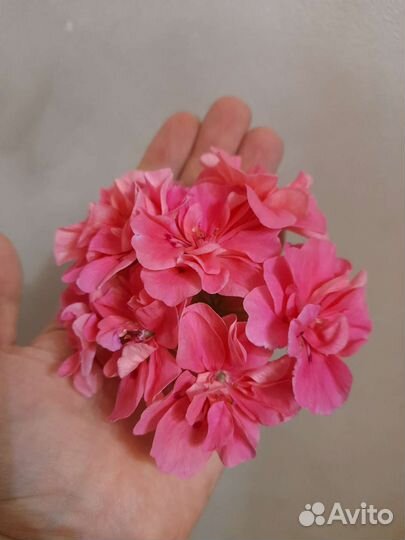 Пеларгония occold lagoon, pac amelit, qwantum whit