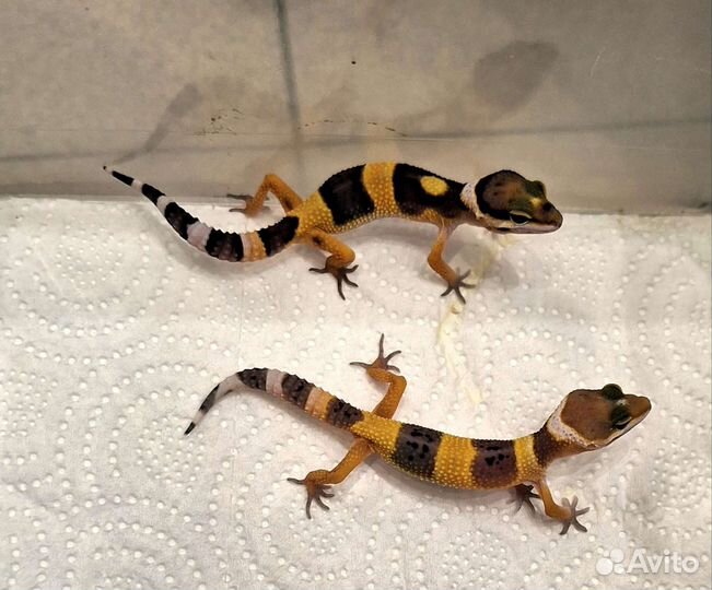 Геккон эублефар