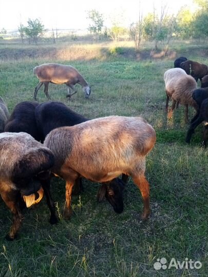 Курдючные бараны овцы