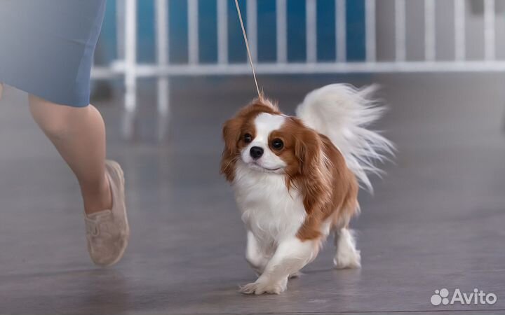 Кавалер кинг чарльз спаниель вязка