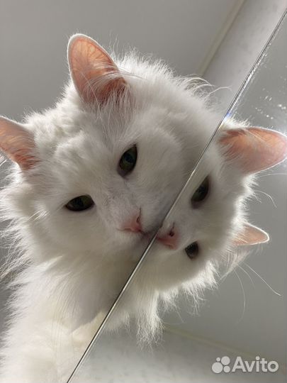 Любимый кот