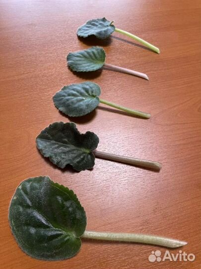 Сортовая фиалка : набор листиков 5 сортов