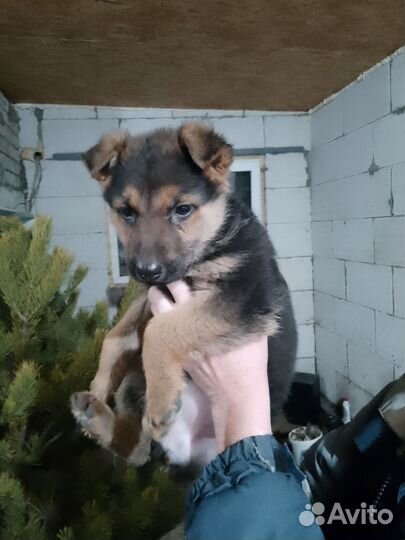 Немецкая овчарка