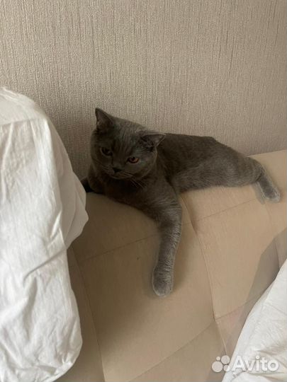 Британец отдам