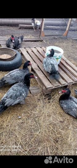 Ведётся запись на ия индоуток немецкой линии