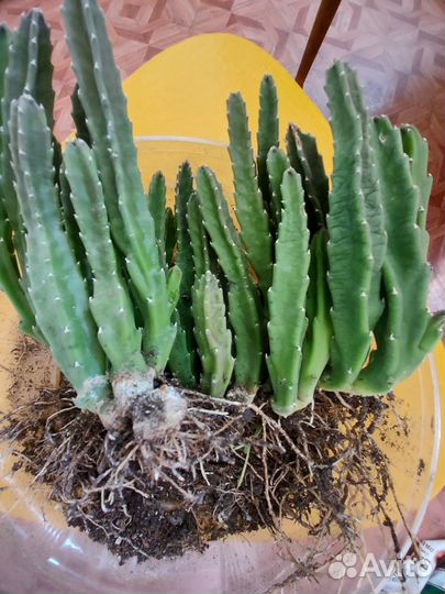 Стапелия - суккулентное растение