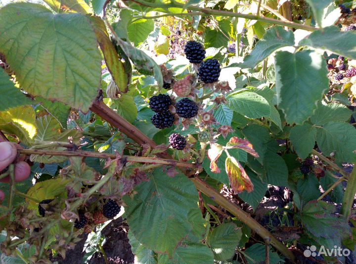 Отдам саженцы ежевики