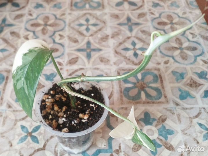 Домашние цветочки