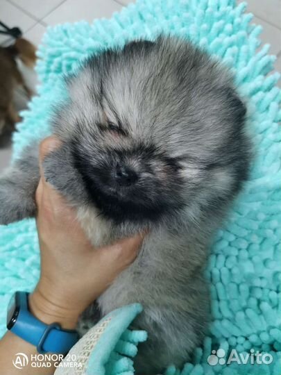 Пом мальчик шпиц