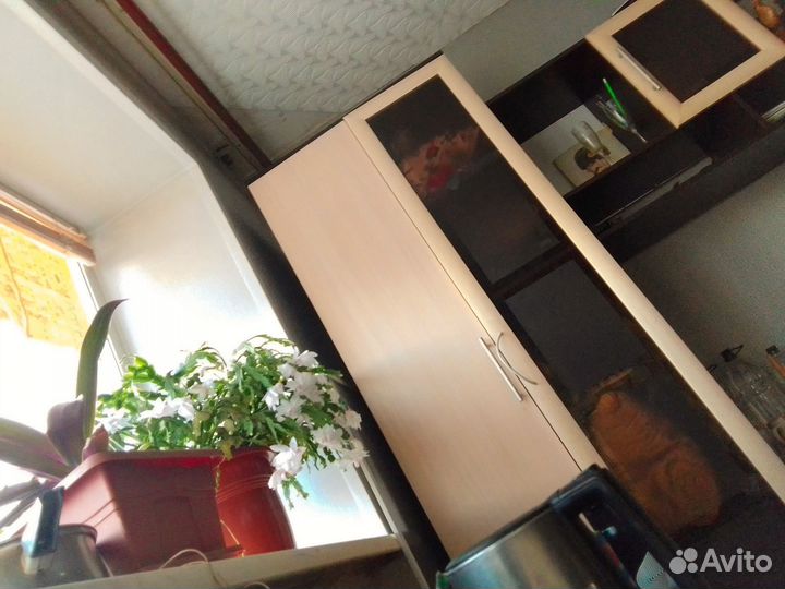 Декабрист шлюмбергера белый