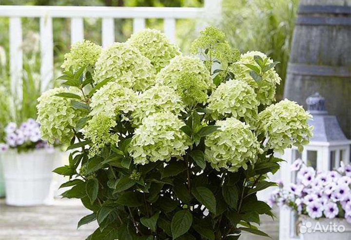 Вайт лайт, Гринлайт