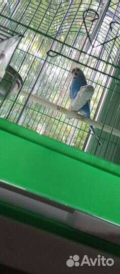 Волнистый попугай с клеткой