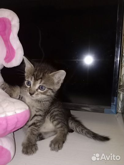 Отдам бесплатно милых котят