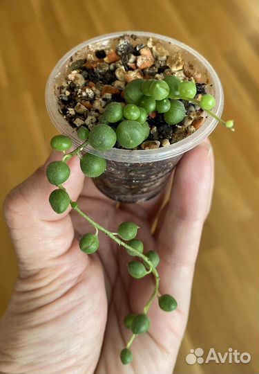 Суккуленты