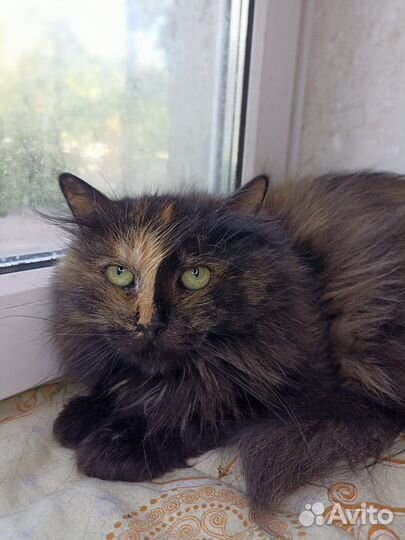 Кошка в дар