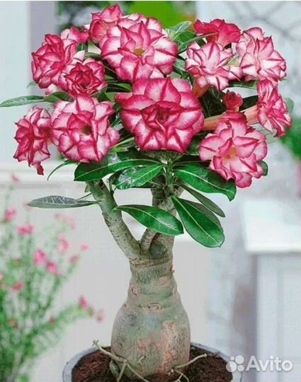 Адениум сеянцы