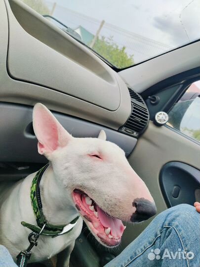 Бультерьер