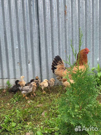 Пчелы и улья