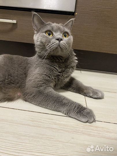 Шотландская прямоухая