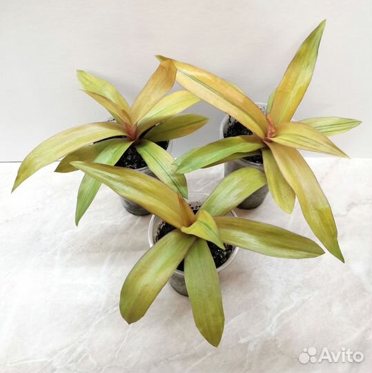 Традесканция Рео Ситара Голд