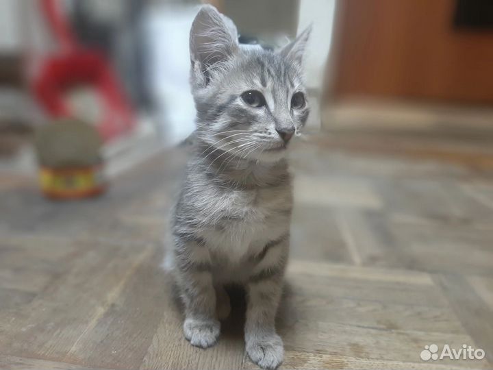 Отдам в добрые руки