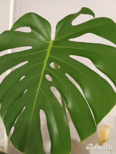Монстера взрослая с горшком