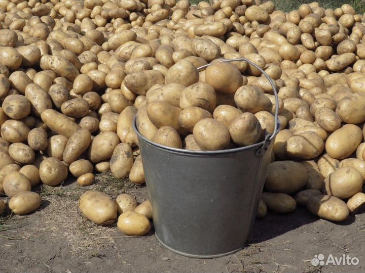 Продам картофель