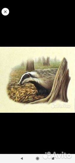 Барсучий жир