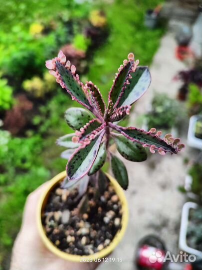 Суккуленты