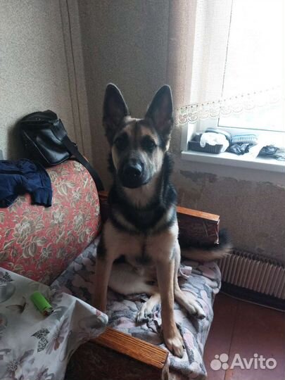 Собака метис