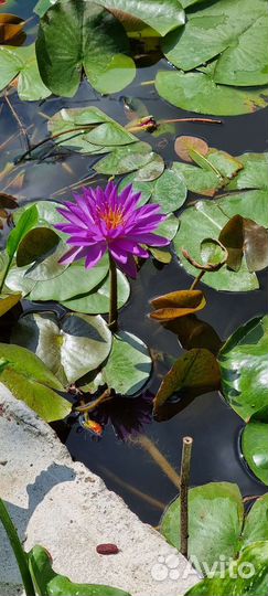 Нимфеи для пруда