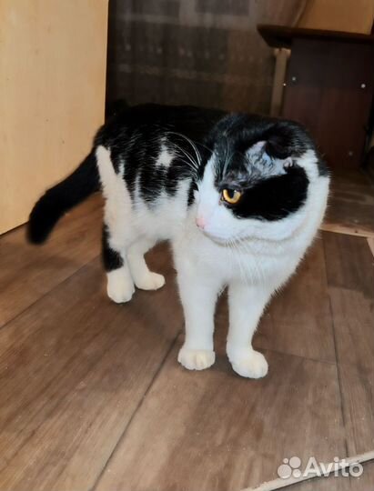 Кот