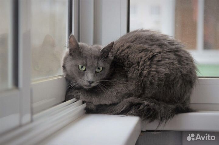 Котик ищет хозяина