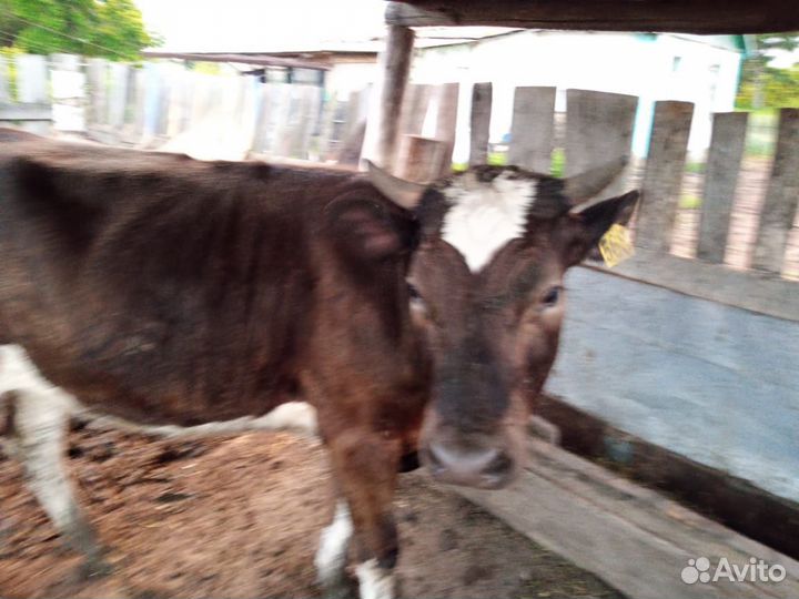 Корова сдельная