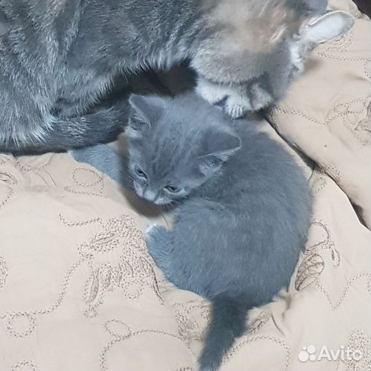 Котенок