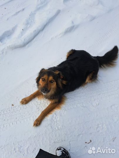 Передержка домашних животных, выгул собак